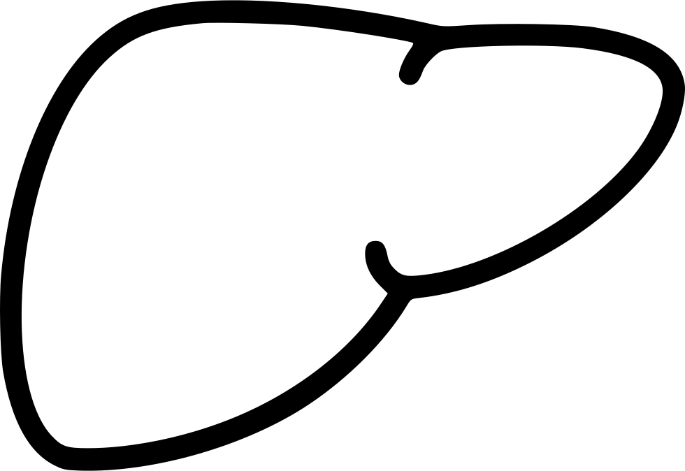 контуры печени. печень карандашом. контур анатомическое печень. контуры печени. контуры печени.