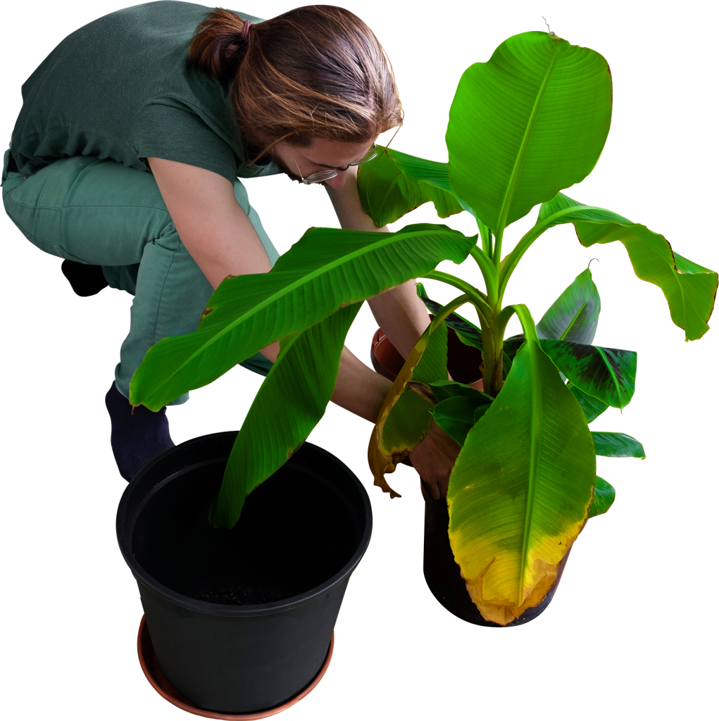 Replanting His Trees Image Clipart (1021x1024), Png Download