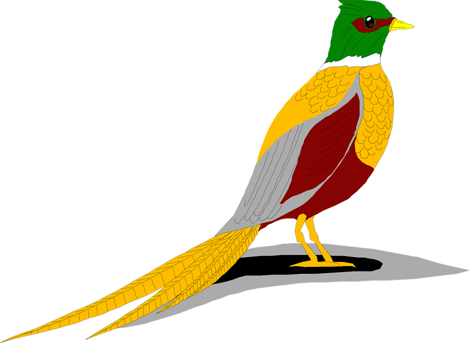 Seagulls Clipart - Ring Necked Pheasant Clip Art - Png Download (958x697), Png Download