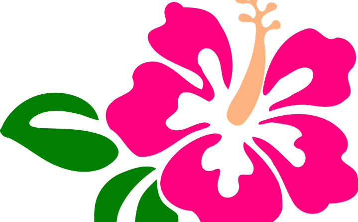Hawaiian Flower Clipart With Green Leafs - Hibiscus Clip Art - Png Download (719x445), Png Download