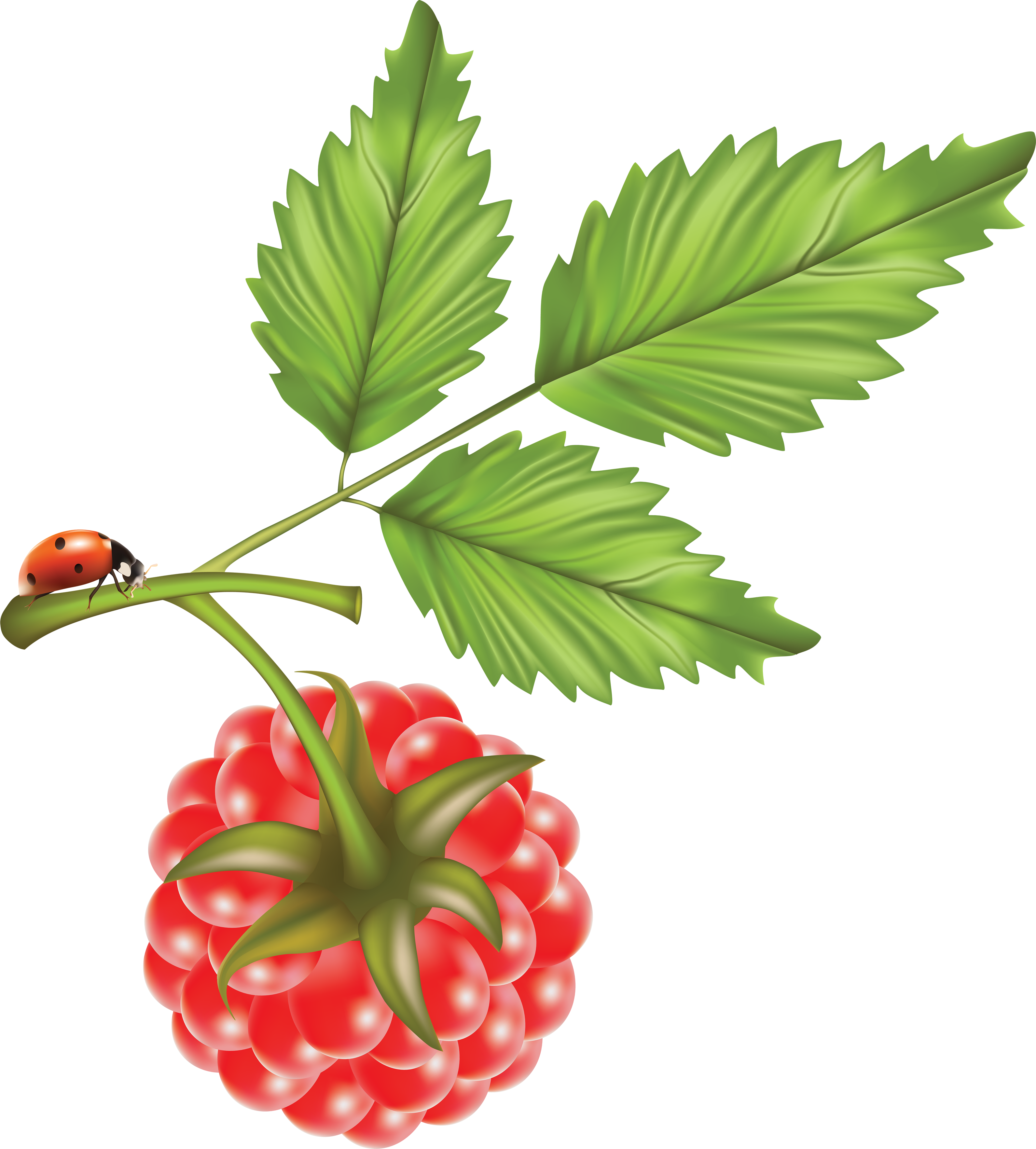 Rraspberry Png Image Clipart (3183x3530), Png Download