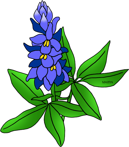 Image Free Stock Cactus Ranch Library Bluebonnet - State Flower Of Texas Drawing Clipart (579x648), Png Download