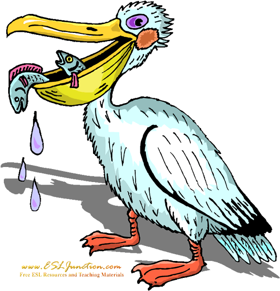 Pelican Clipart (611x600), Png Download