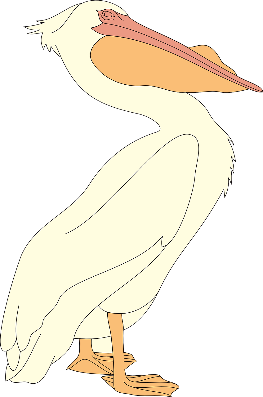 Pelican Seabid Png Image Clipart (848x1280), Png Download