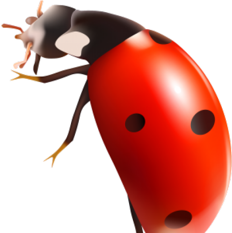 Ant Clipart Transparent Background - Png Download (640x480), Png Download