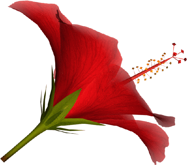 Yellow Hibiscus, Hibiscus Flowers, Tube, Google, Red, Clipart (600x535), Png Download