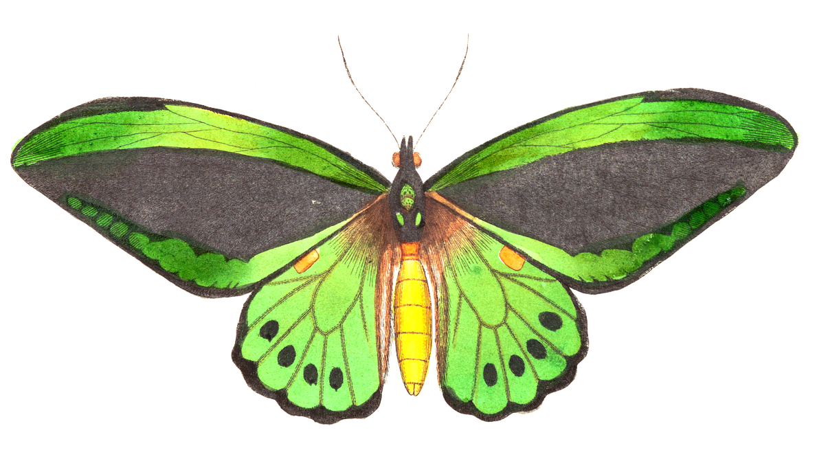 Butterfly Animal Insect Isolated Png Image Clipart (1280x759), Png Download