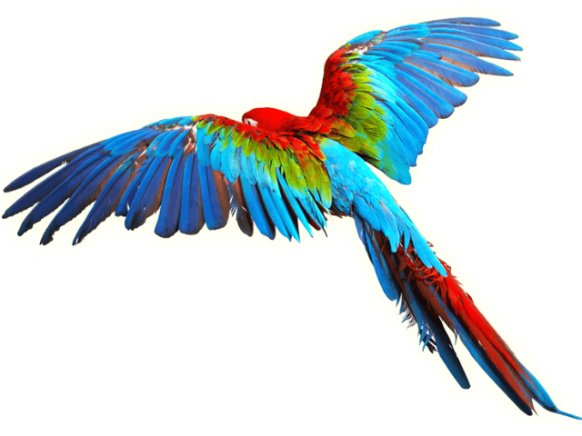 Parrot Clipart Aves - Png Download (640x480), Png Download