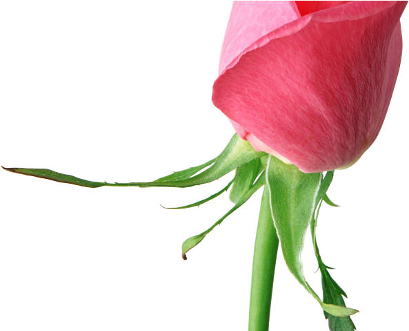 White Rose Clipart Valentine Single Rose - Png Download (640x480), Png Download