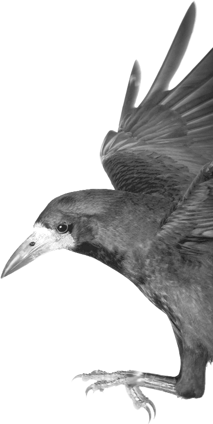 Www - Birdclan - Org/crow Clipart (433x896), Png Download