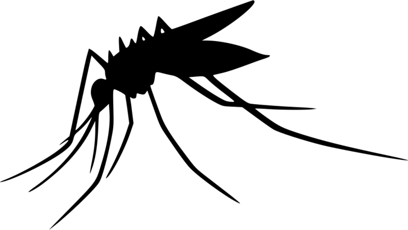 Mosquito Transparent Png Clipart (800x452), Png Download
