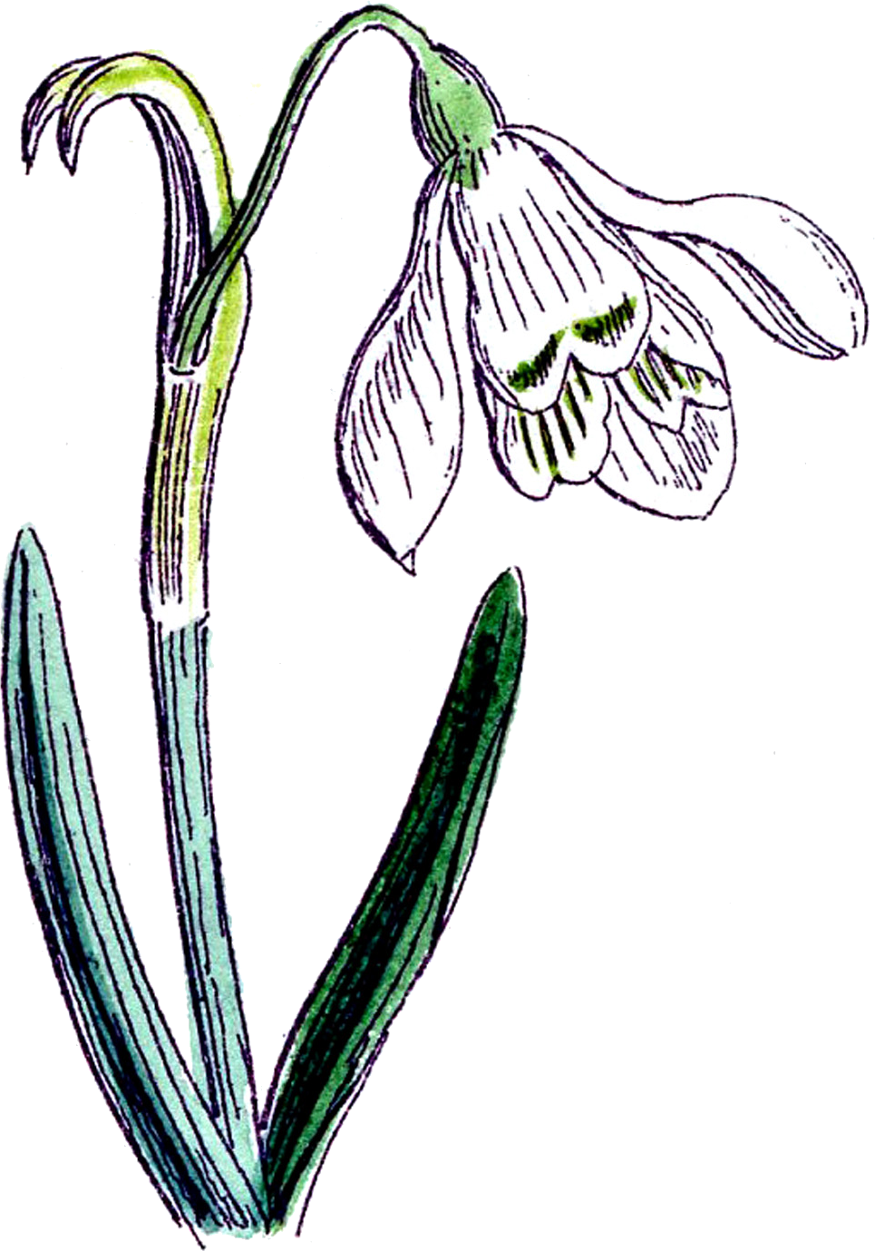 Kwiaty - Clipart (965x1379), Png Download