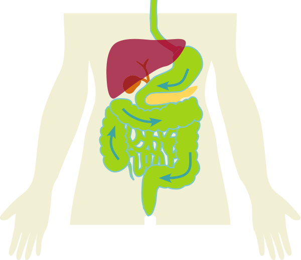 Detoxify The Body By Helping Cleanse The Digestive Clipart (600x519), Png Download