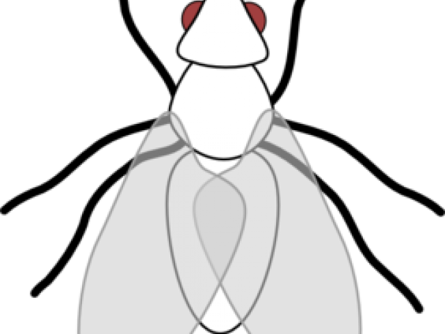 Fly Clipart Black And White - Png Download (640x480), Png Download
