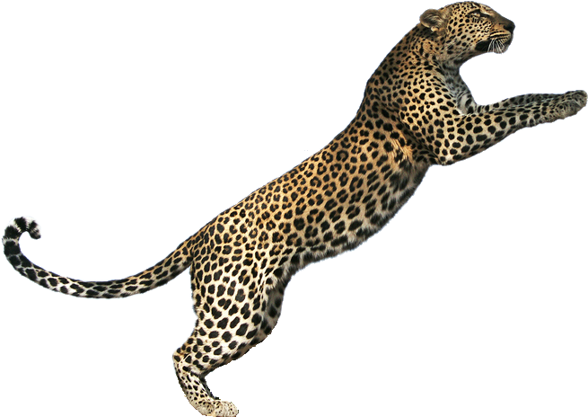 Leopard Clip Art - Png Download (711x509), Png Download
