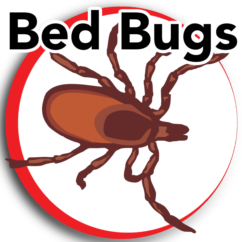 Bed Bugs Update Clipart (1000x1000), Png Download