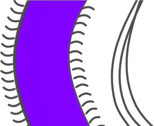 Bacteria Clipart Germ - Png Download (640x480), Png Download