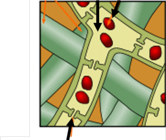 Bacteria Clipart Dead Bacteria - Png Download (640x480), Png Download