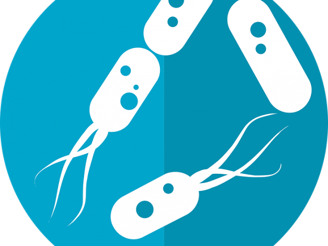 Escherichia Coli Clipart Dead Bacteria - Png Download (640x480), Png Download