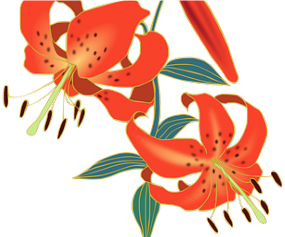 Lily Clipart Red Lily - Png Download (640x480), Png Download