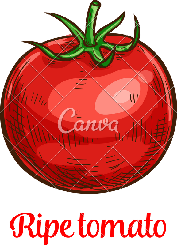 Tomato Clipart Buah - Png Download (577x800), Png Download