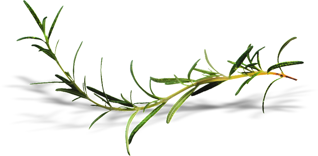 Growing Vine Man Transparent Clipart (1024x503), Png Download