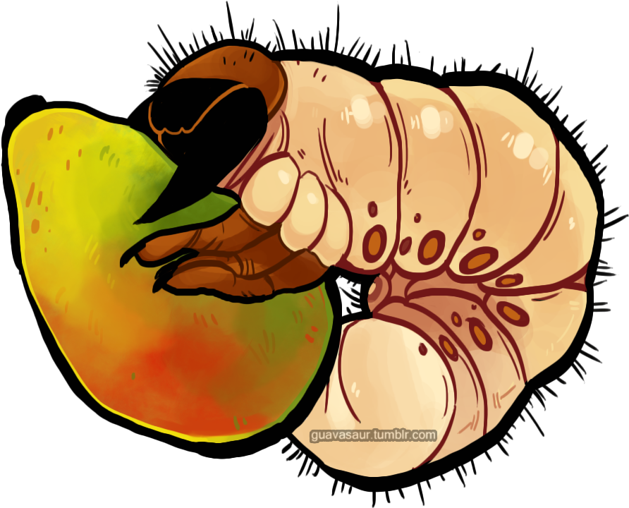 Mango Grub Clipart (982x762), Png Download
