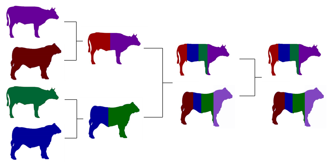 Image Showing A Four Breed Composite Clipart (1329x658), Png Download