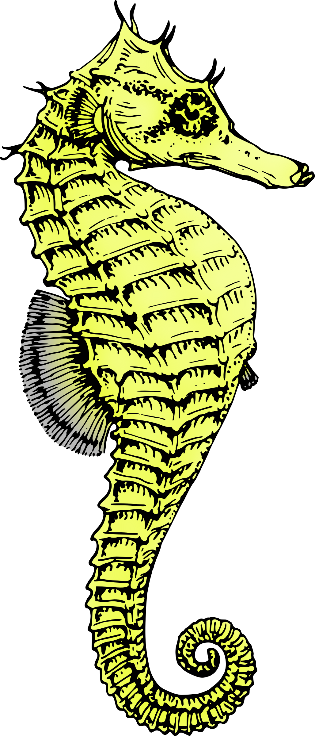 Green Clipart Seahorse - Png Download (1028x2400), Png Download