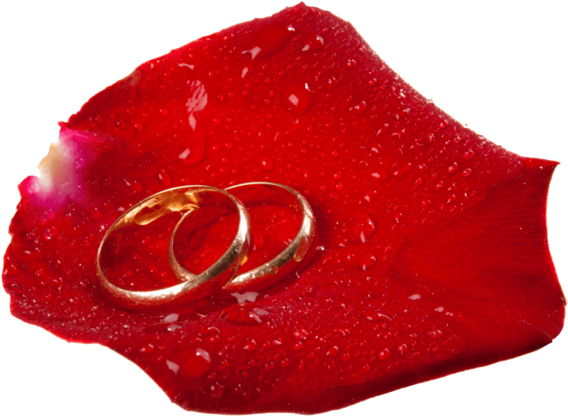 Download Wedding Rings In Rose Petal Clipart Png Photo Transparent Png (850x627), Png Download