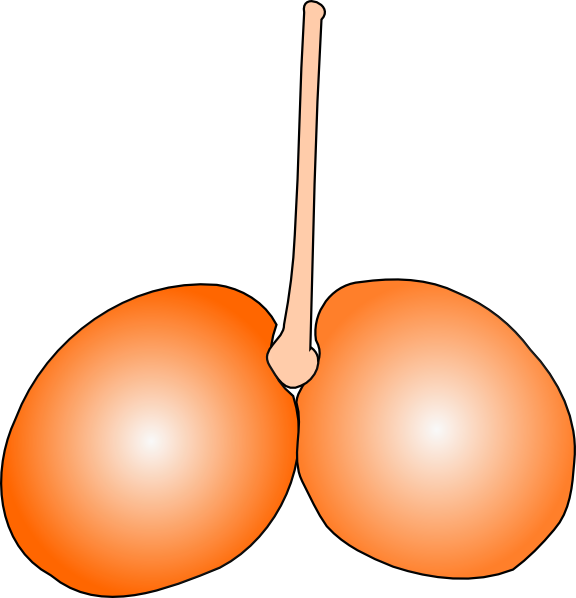 Cherry Double Clip Art Free Vector - Png Download (576x598), Png Download