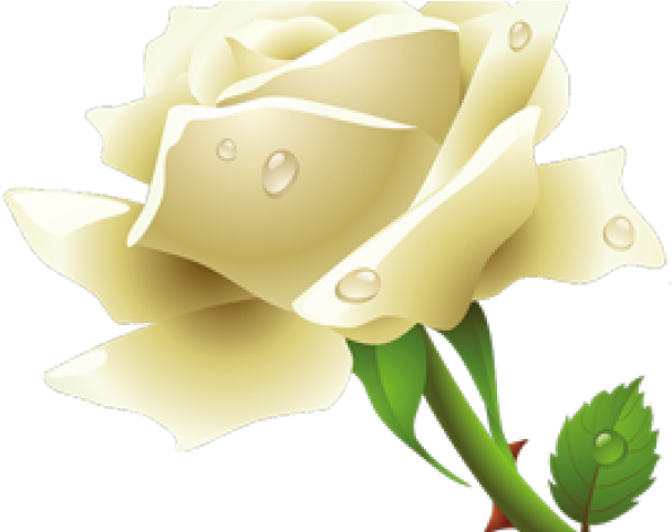 White Rose Clipart Transparent Background - Png Download (640x480), Png Download