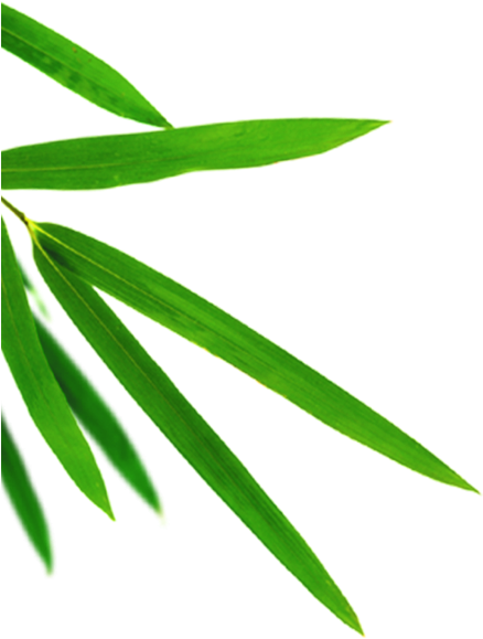 Bamboo Leaf Png Clipart (640x640), Png Download