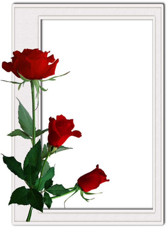 Decoratif Gifler - Forum Aski Clipart (565x800), Png Download