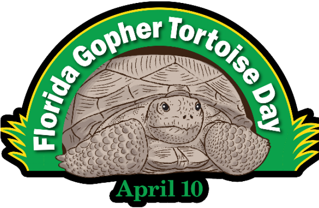 Turtoise Clipart Gopher Tortoise - Png Download (640x480), Png Download