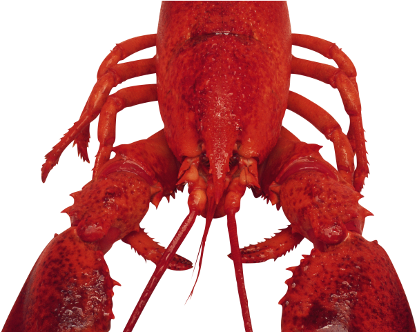 Lobster Clipart Transparent Background - Png Download (640x480), Png Download