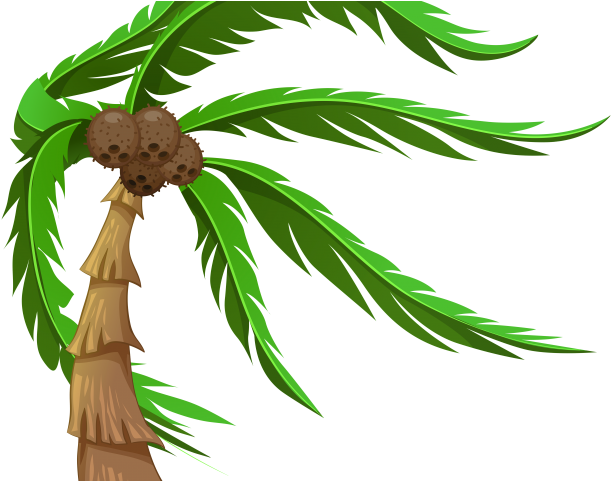 Plants Clipart Coconut Tree - Png Download (640x480), Png Download