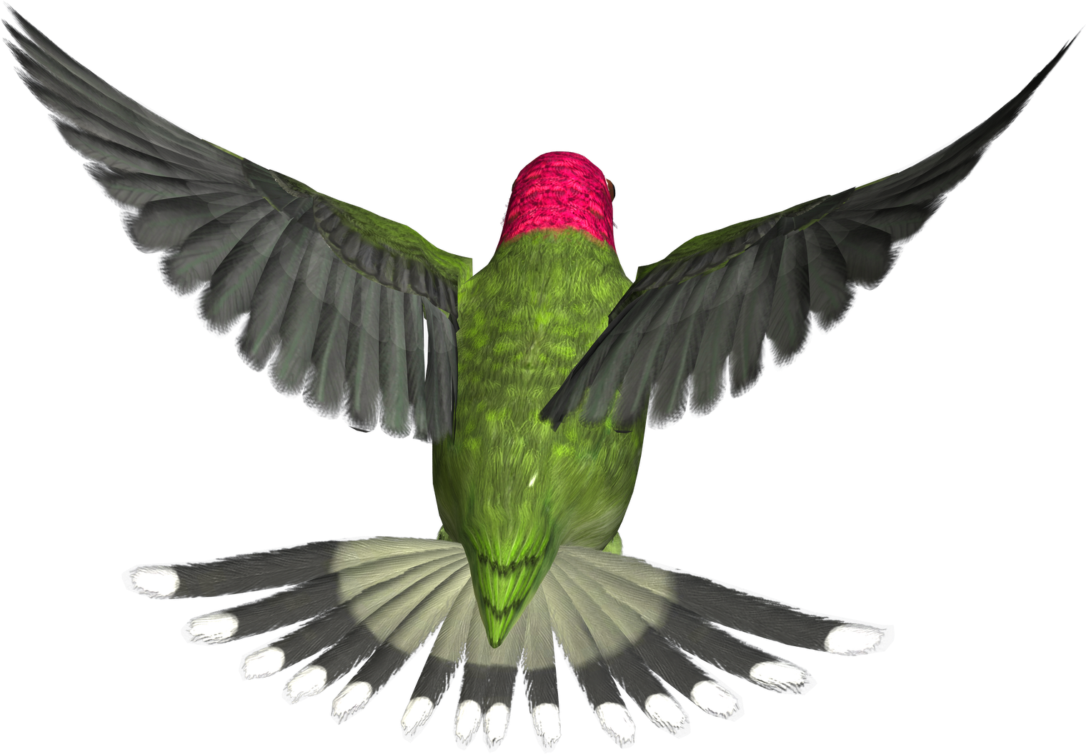 Hummingbird Clipart (1600x1600), Png Download