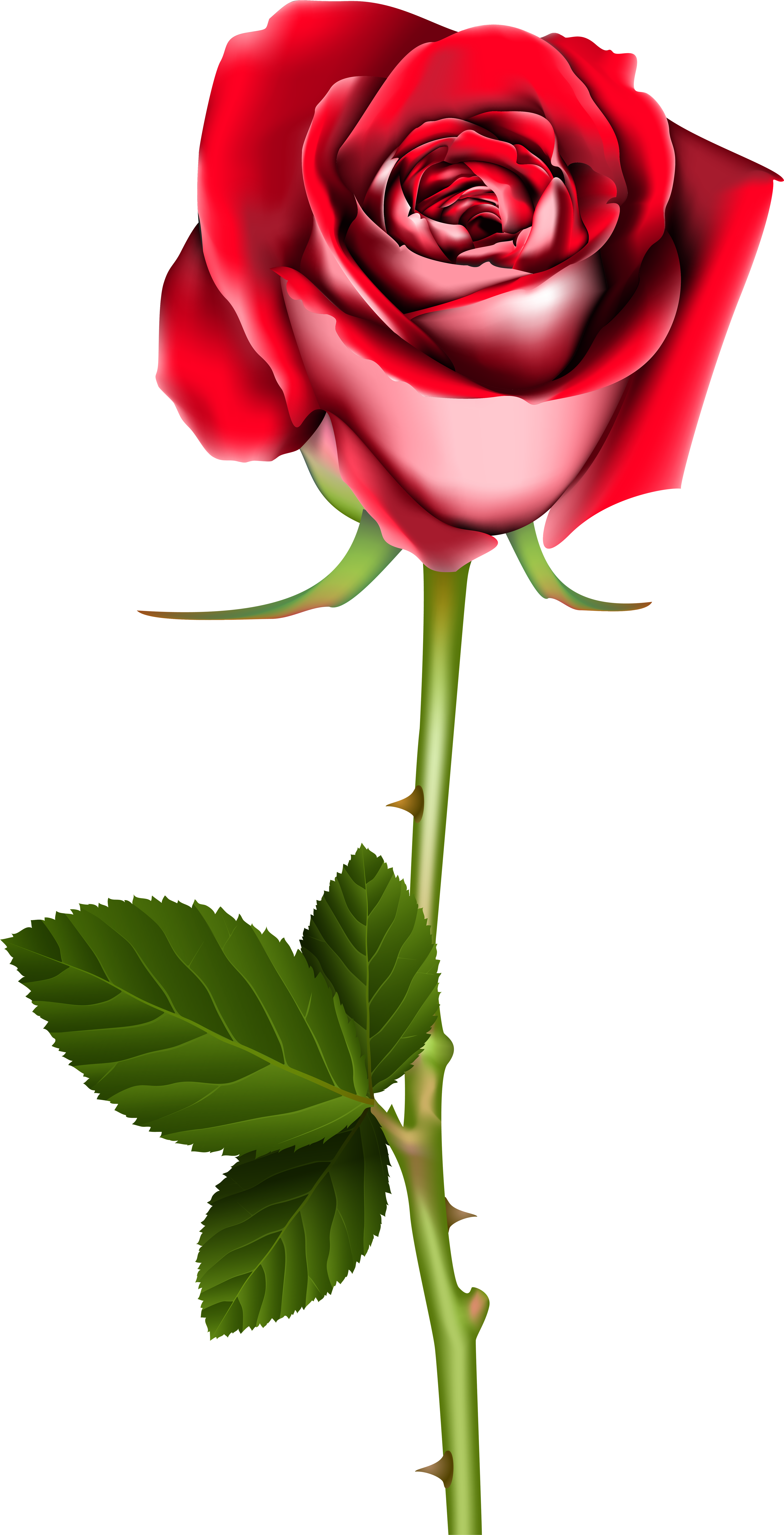 Rose Png Clip Art Transparent Png (4284x8100), Png Download