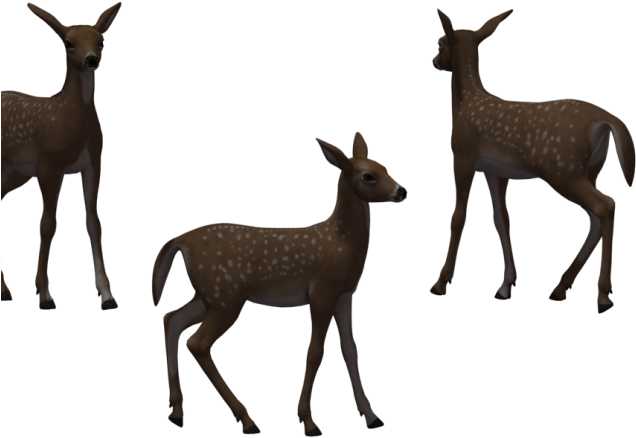 Deer Clipart Fawn - Png Download (640x480), Png Download