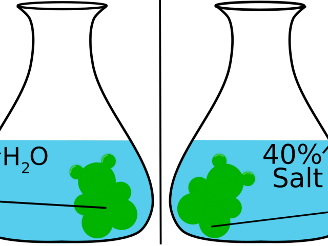 Gummy Bear Clipart Trace - Png Download (640x480), Png Download