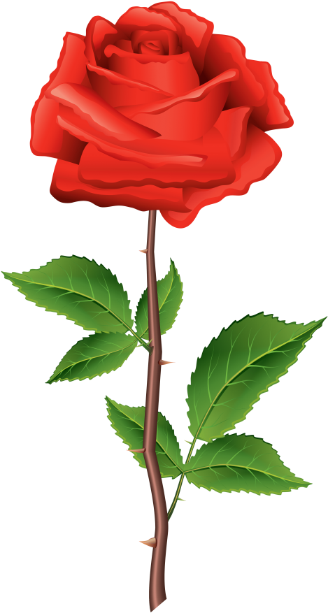 Download Stem Red Rose Clipart Png Photo Transparent Png (480x900), Png Download