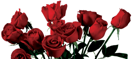 Red Rose Clipart 18 Rose - Png Download (640x480), Png Download