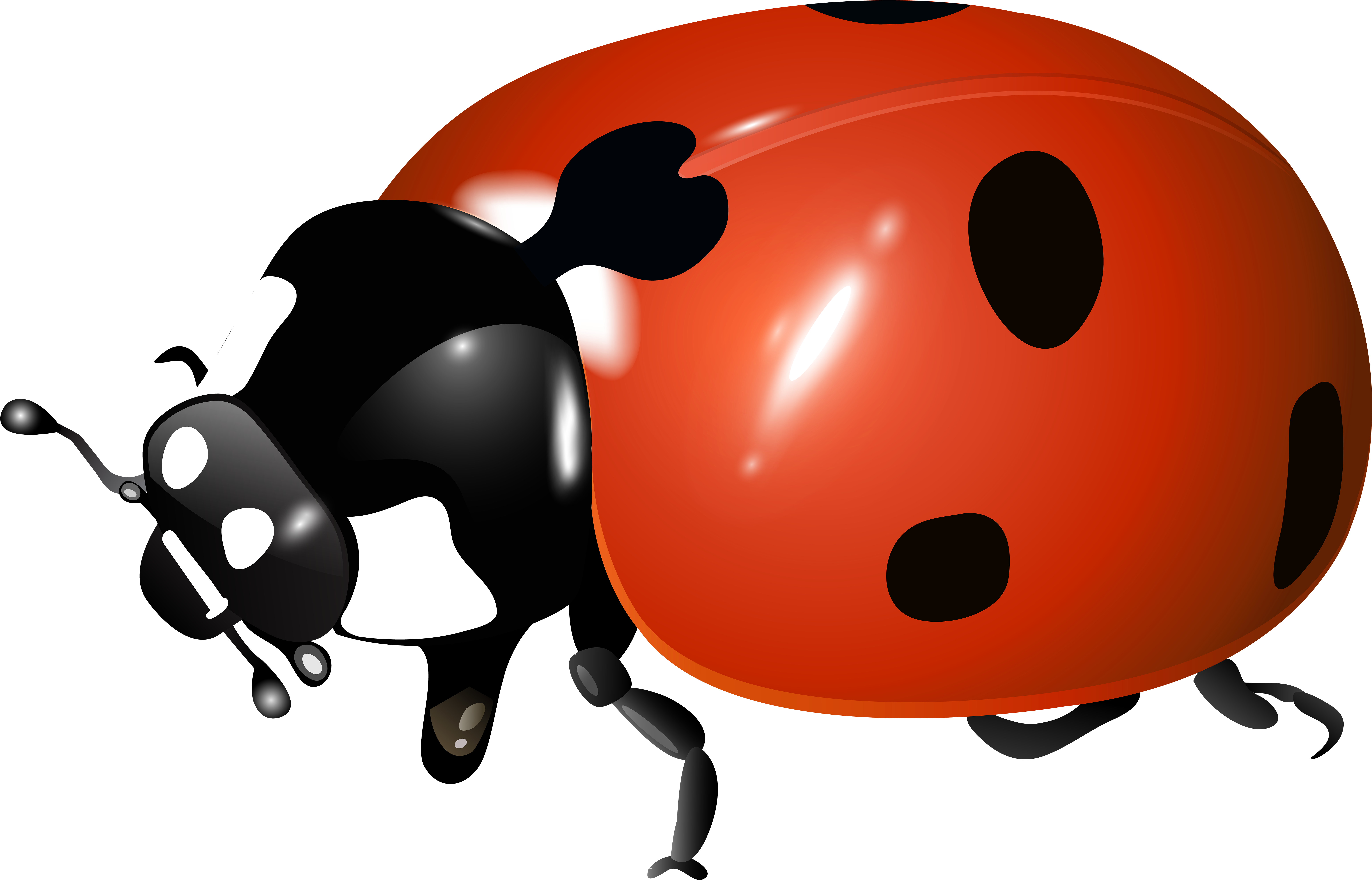 Ladybug Clipart Scripture - Png Download (8000x5130), Png Download