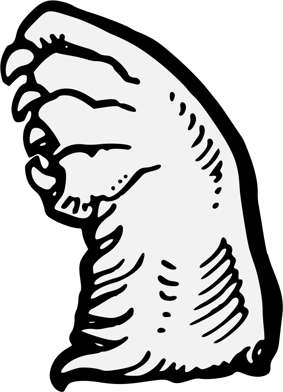 Bear's Jambe Clipart (956x1293), Png Download