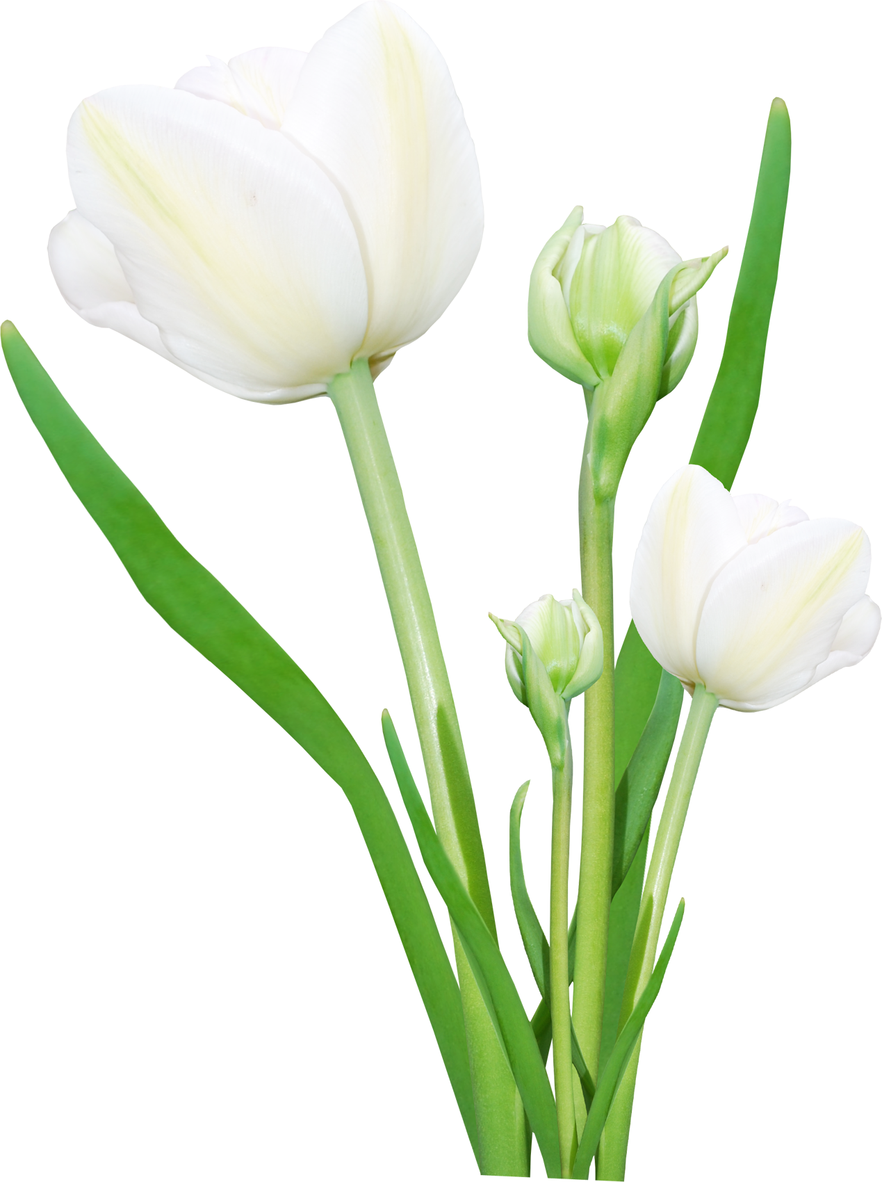 Bouquet Flowers Png Clipart (1269x1700), Png Download
