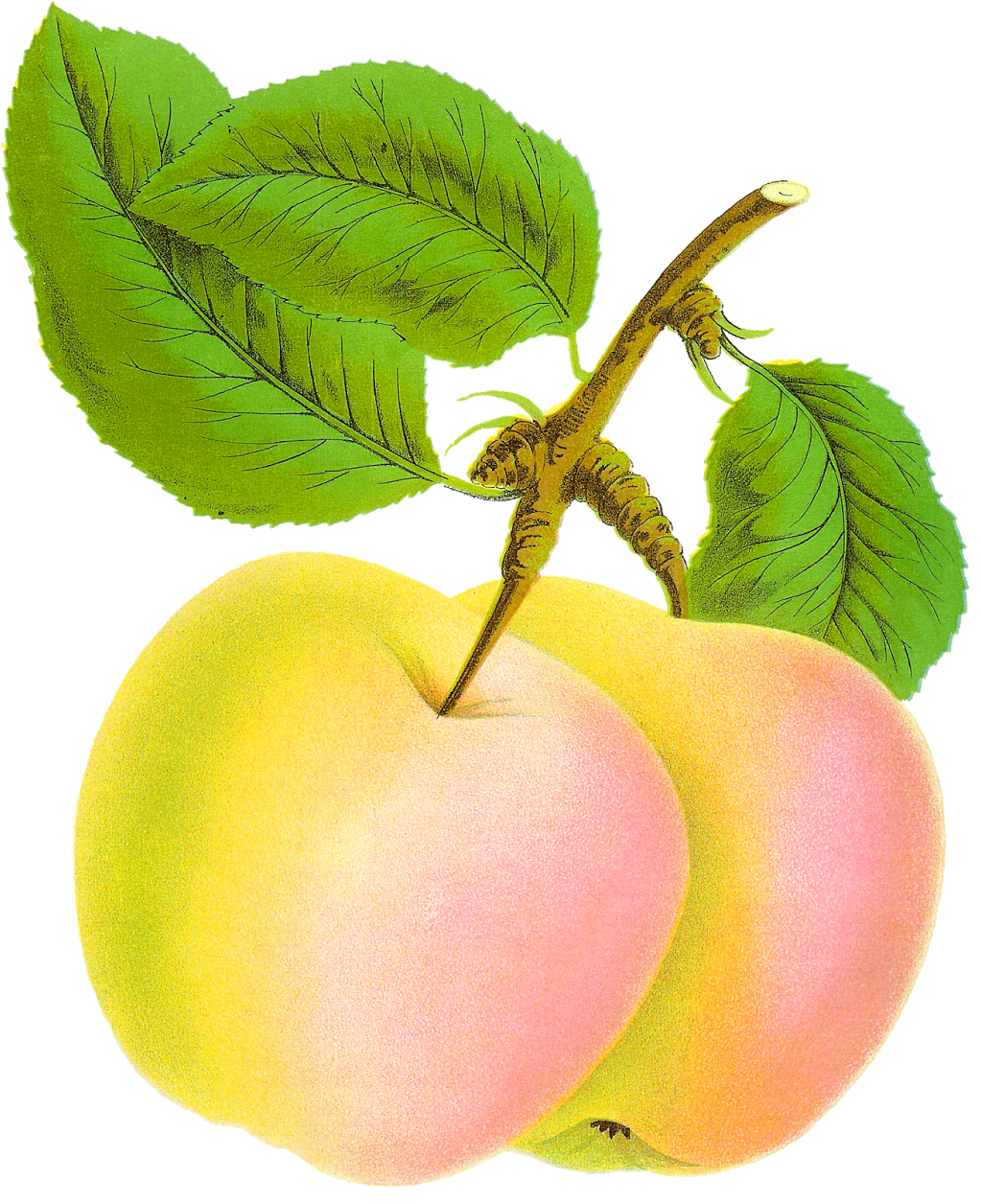 This Is A Gorgeous Digital Botanical Graphic Of The Clipart (1271x1600), Png Download