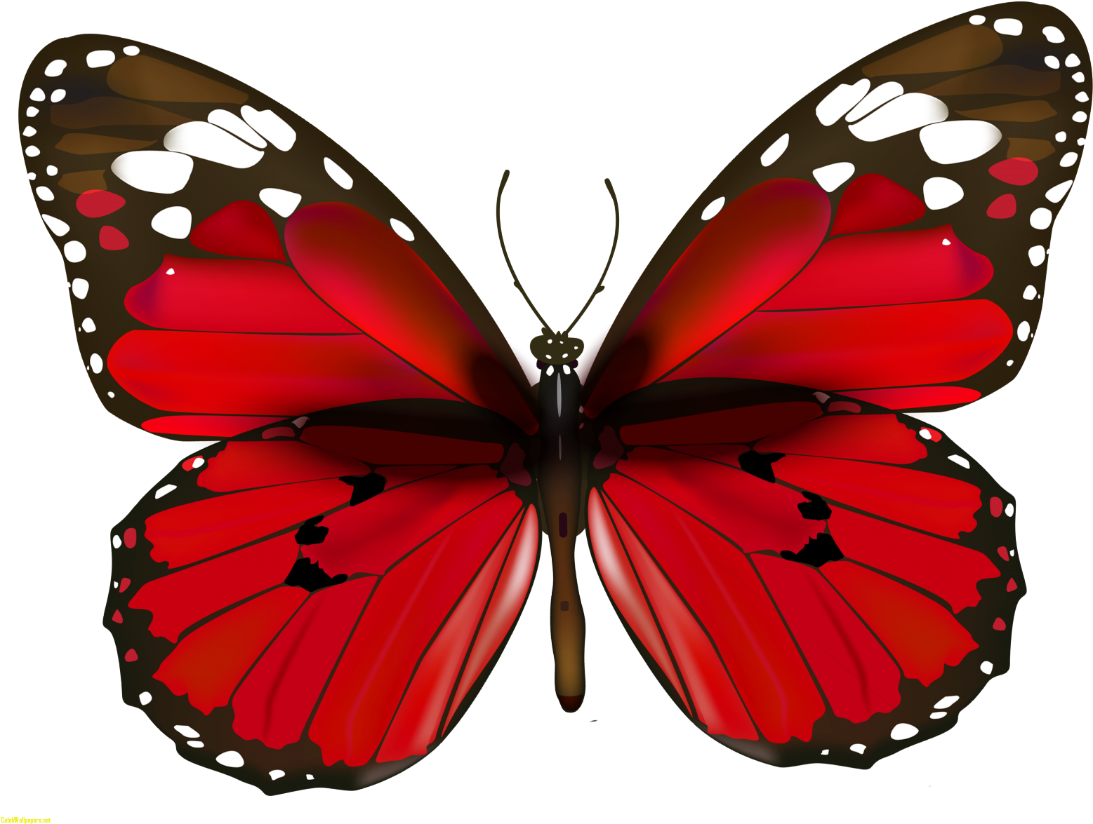 Butterfly Ultra Hd Images Clipart Clip Art Images 12128 - Png Download (1600x1236), Png Download
