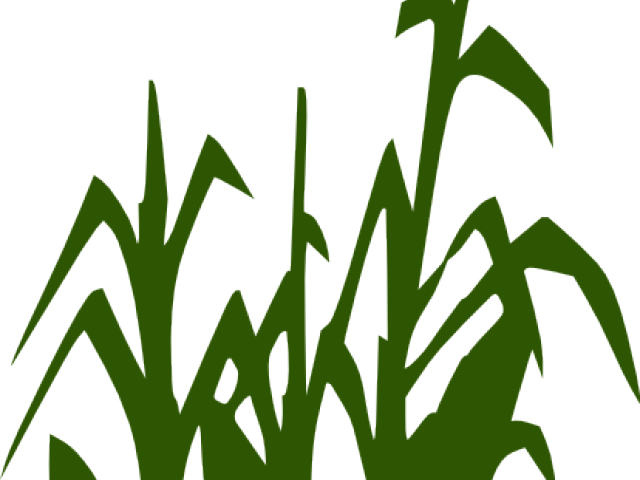 Corn Clipart Corn Stalk - Png Download (640x480), Png Download