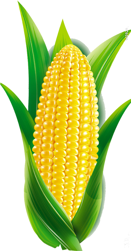 Maize Transprent Png Free Clipart (534x1024), Png Download